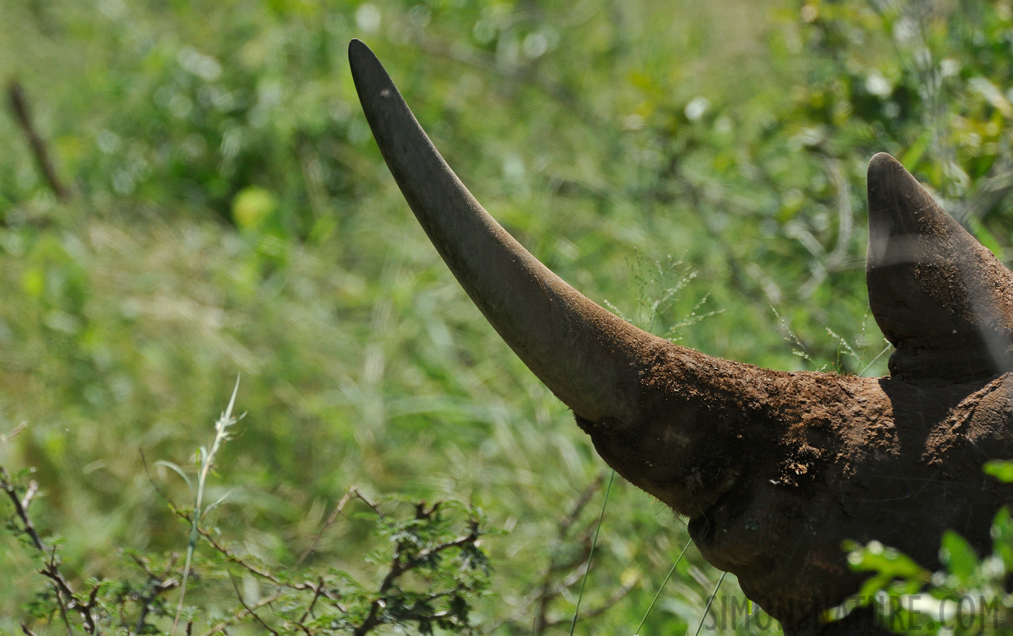 Ceratotherium simum simum [550 mm, 1/1250 Sek. bei f / 10, ISO 1600]